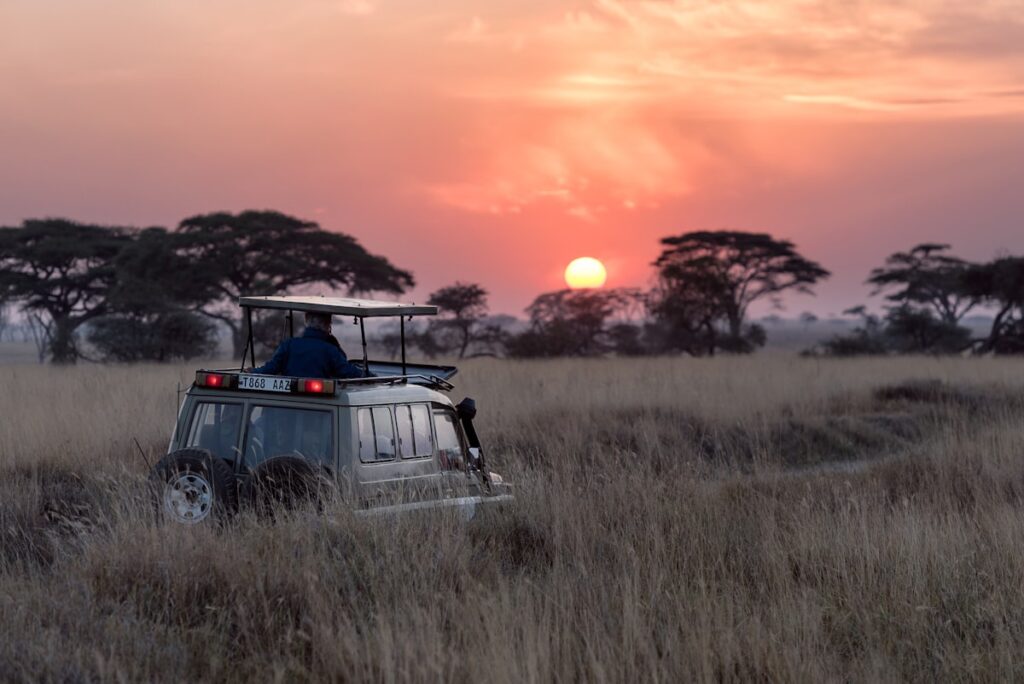 Elephants at sunset on an African safari